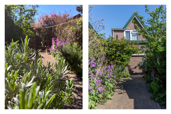 Tuin 5.jpg